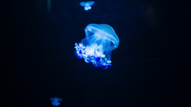 Blue jellyfish bioluminescent hologram butterfly free wallpaper - medium preview image