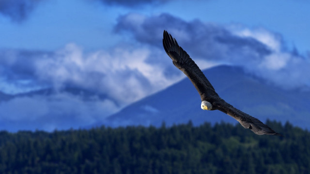 Large bird over forest mountain free wallpaper - medium preview image