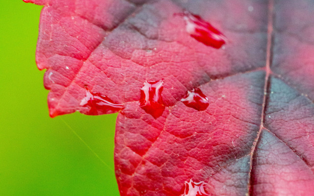 Red leaf water drops green free wallpaper - medium preview image