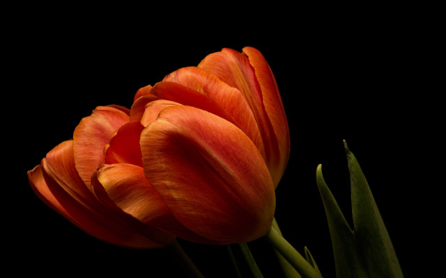 Orange flower black background still free wallpaper - medium preview image