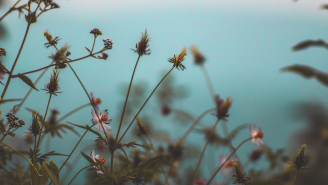 Plant water blurry depth leaf free wallpaper - medium preview image