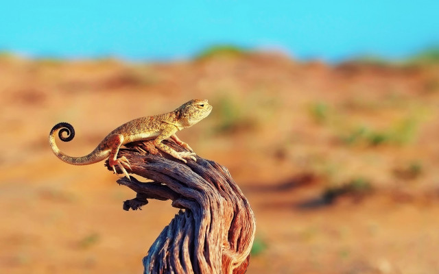Lizard desert stump macro photography free wallpaper - medium preview image
