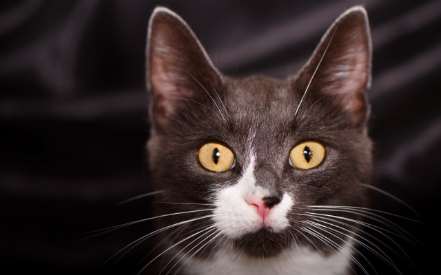 Black cat yellow eyes symmetrical #2 free wallpaper - medium preview image