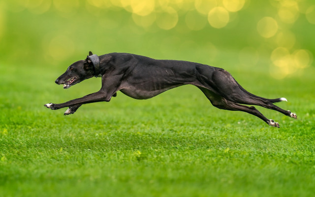 Black dog jumping field bokeh free wallpaper - medium preview image