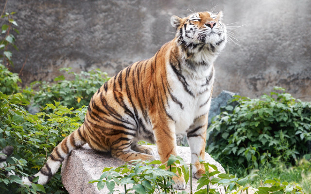 Tiger rock forest nature majesty free wallpaper - medium preview image