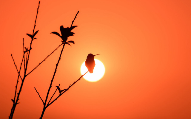 Bird silhouette sunset branch moon free wallpaper - medium preview image