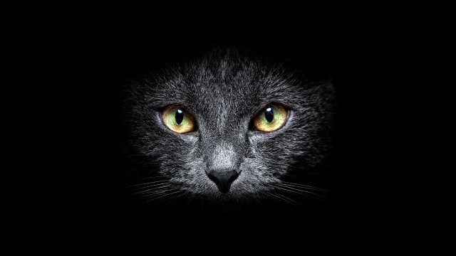 Black cat yellow eyes dark #2 free wallpaper - medium preview image