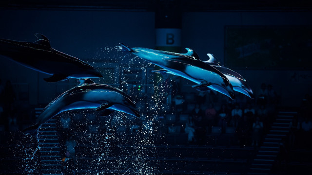 Dolphins jumping crowd stage night free wallpaper - medium preview image