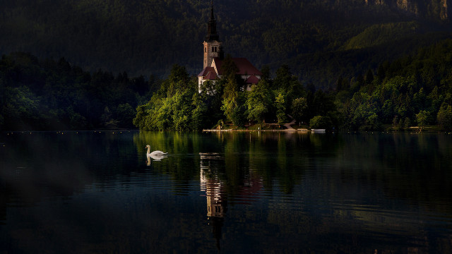 Church lake swan forest matte free wallpaper - medium preview image