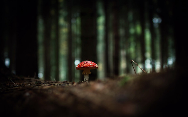 Red mushroom forest macro bokeh free wallpaper - medium preview image