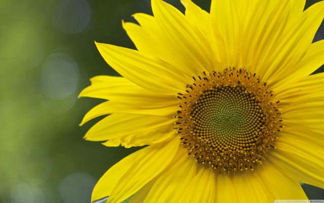 Large yellow flower green center free wallpaper - medium preview image