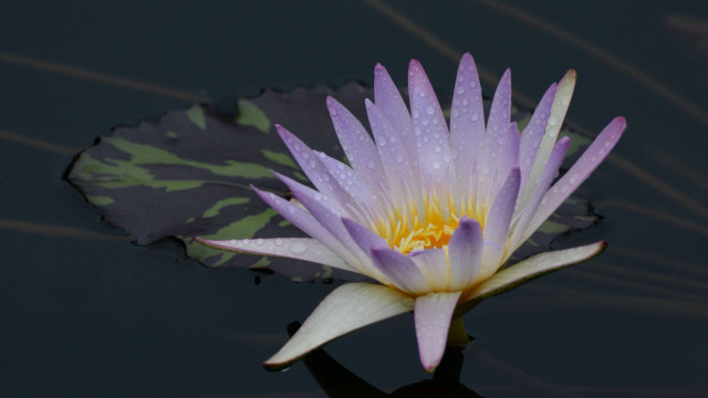 Purple flower yellow center floating free wallpaper - medium preview image