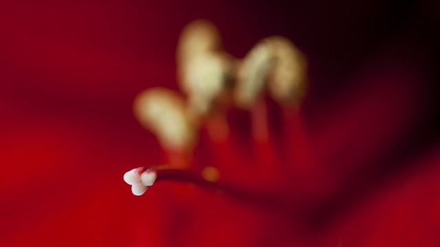 Flower closeup redbackground whitecenter bud free wallpaper - medium preview image