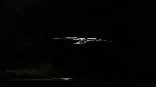 Bird flying over water night free wallpaper - medium preview image