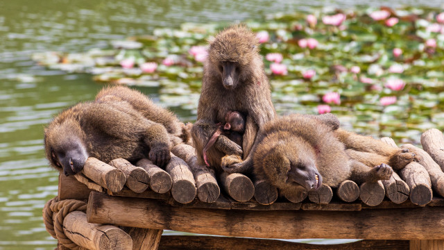 Monkeys wooden bench pond water free wallpaper - medium preview image