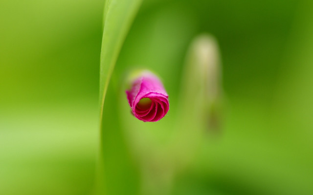 Pink flower green leaves macro #4 free wallpaper - medium preview image