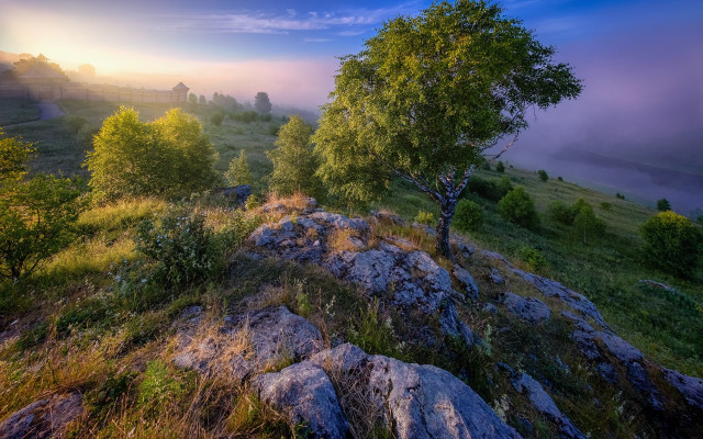 Tree hill foggy sky nature free wallpaper - medium preview image