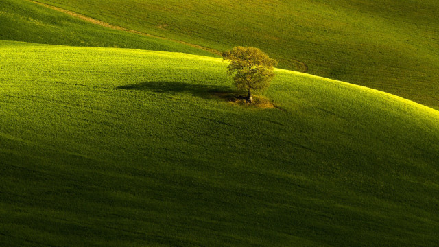 Lone tree green field path free wallpaper - medium preview image