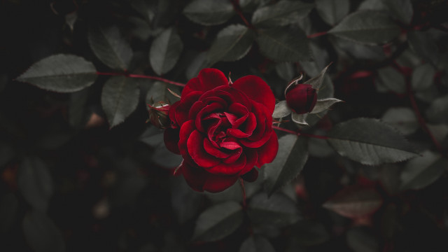 Red rose dark garden blurry free wallpaper - medium preview image