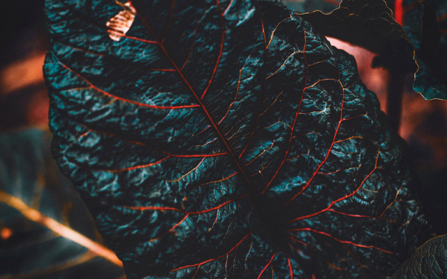 Large leaf red stem autumn free wallpaper for desktop - medium preview image