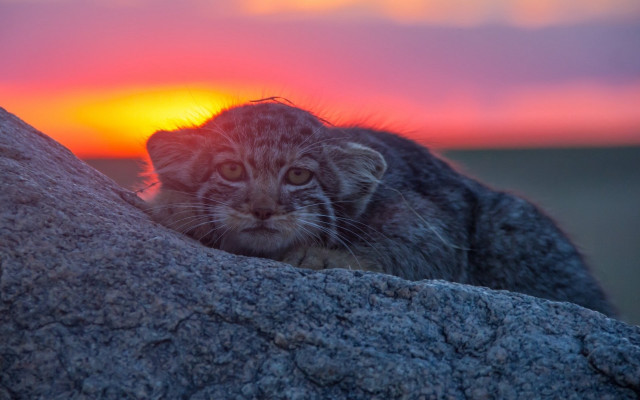 Cat rock sunset bird mountain free wallpaper - medium preview image