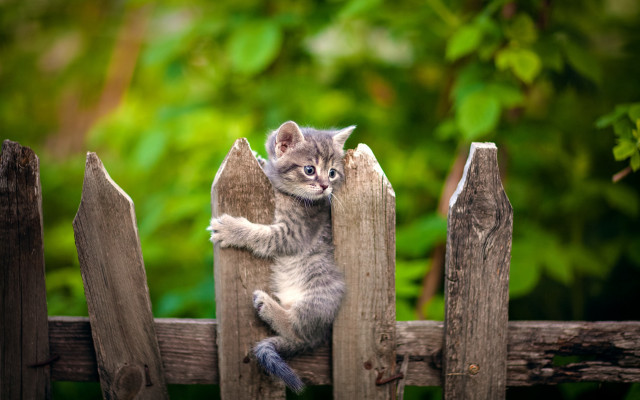 Kitten climbing fence paws looking free wallpaper - medium preview image