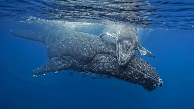 Mother whale calf ocean sunlight free wallpaper - medium preview image