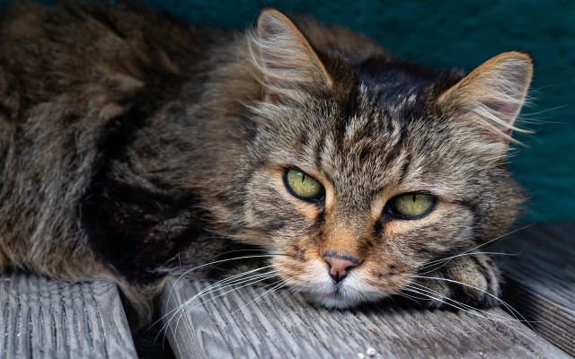 Cat green eyes wooden bench free wallpaper - medium preview image