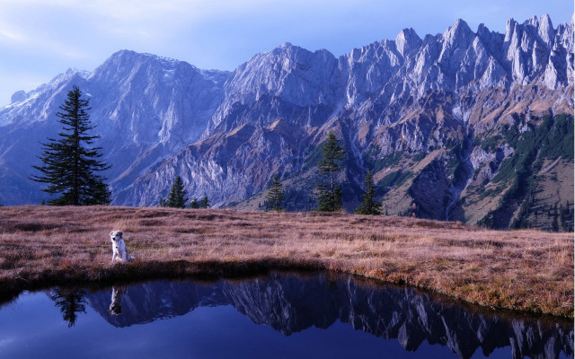 Mountain lake dog reflection forest free wallpaper - medium preview image