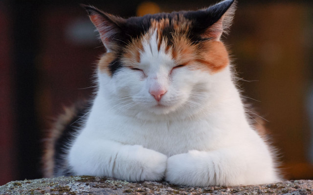 Cat tranquil rock outdoor minimalist free wallpaper - medium preview image