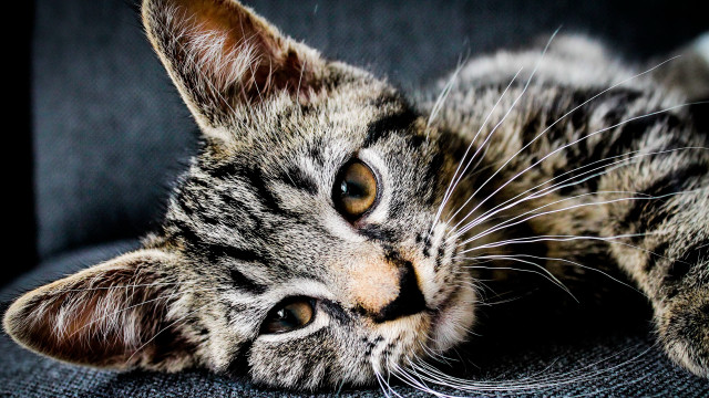 Sad cat laying on couch free wallpaper - medium preview image