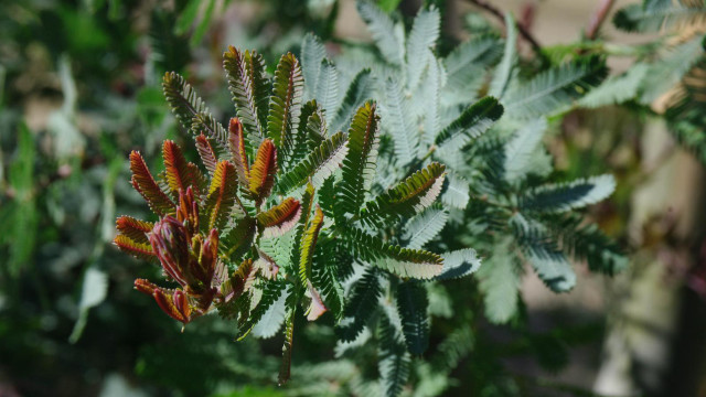 Green leaves red stems bokeh free wallpaper - medium preview image