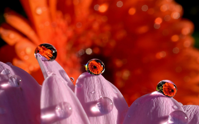 Three flowers water drops bokeh free wallpaper - medium preview image