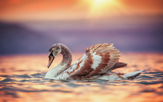 Swan floating sunset dawn wings free wallpaper - medium preview image