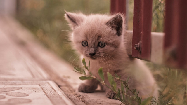 Small kitten gate grass animal free wallpaper - medium preview image