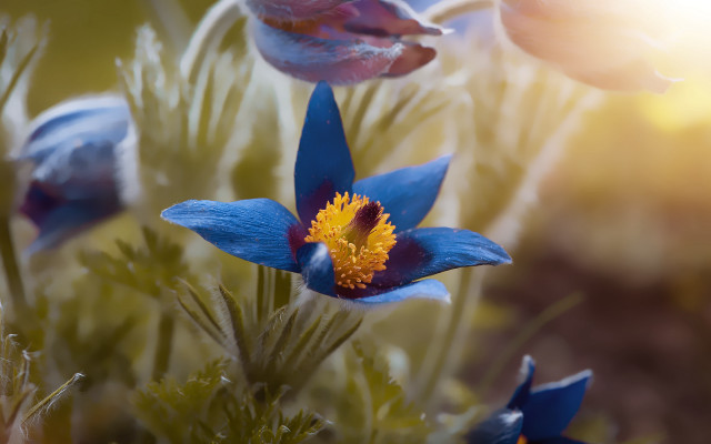 Blue flower yellow stamens macro #2 free wallpaper - medium preview image