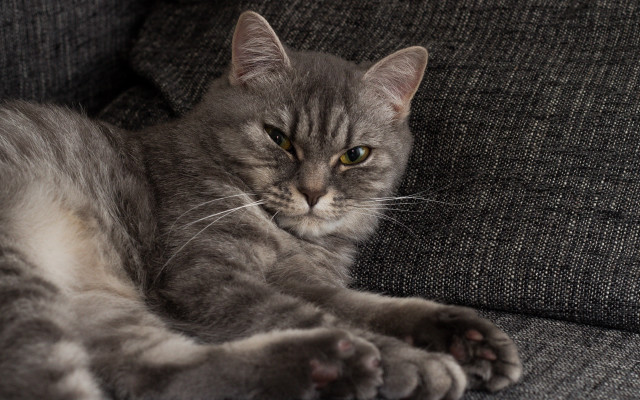 Cat couch paws starry night free wallpaper - medium preview image