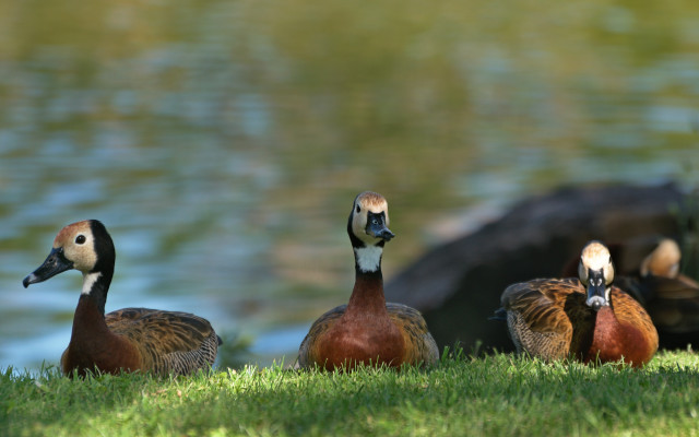 Ducks lake green field duckling free wallpaper - medium preview image
