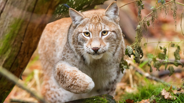 Lynx forest mossy ground animals free wallpaper - medium preview image