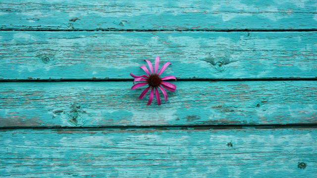 Pink flower blue paint saturated free wallpaper - medium preview image