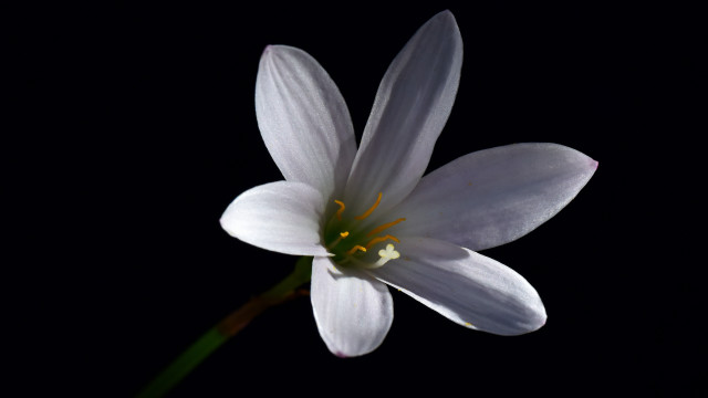 White flower yellow center macro #7 free wallpaper - medium preview image