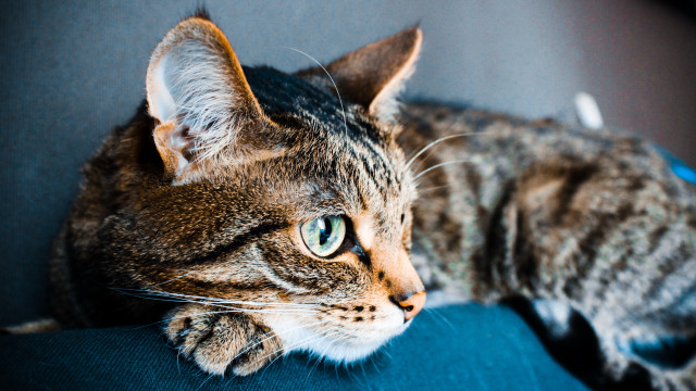 Cat blue couch paw open free wallpaper - medium preview image