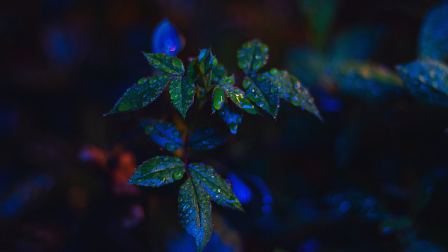 Blue butterfly water droplets leaf free wallpaper - medium preview image