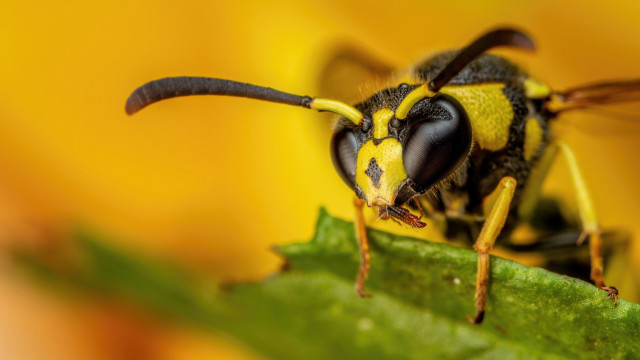 Bee leaf macro yellow background free wallpaper - medium preview image