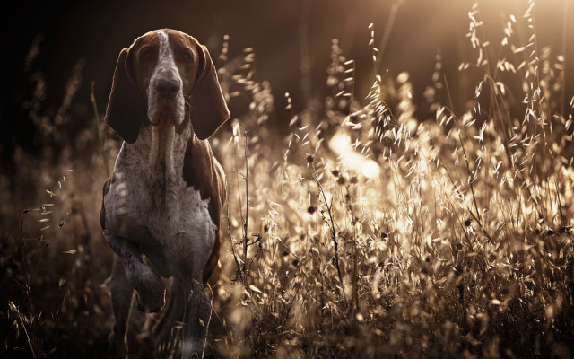 Dog field tallgrass sunshine photorealistic free wallpaper - medium preview image
