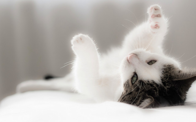 Black cat relaxing on bed free wallpaper - medium preview image