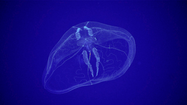 Jellyfish bioluminescence hologram deepblue fish free wallpaper - medium preview image