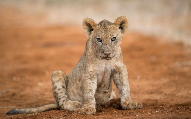 Lion cub sad outdoors beach free wallpaper - medium preview image