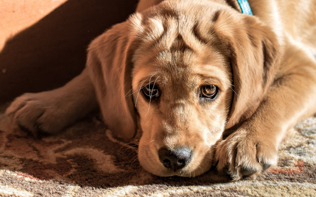 Dog sad laying carpet manly free wallpaper - medium preview image