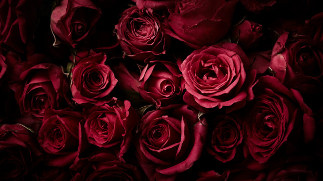 Red roses bouquet black background #2 free wallpaper - medium preview image